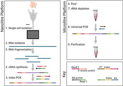 A Scalable Strand-Specific Protocol Enabling Full-Length Total RNA Sequencing From Single Cells